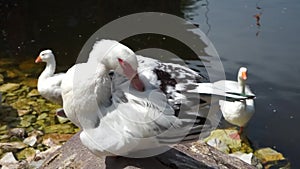 Anas platyrhynchos domesticus cleaning his wings in a restaurant pond. Duck spraying on a lake. White bird in a rock inside a pool