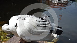 Anas platyrhynchos domesticus cleaning his wings in a restaurant pond. Duck spraying on a lake. White bird in a rock inside a pool