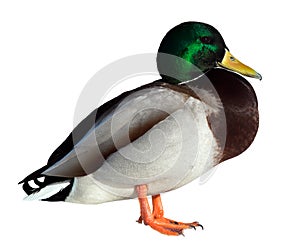 Anas platyrhynchos, drake