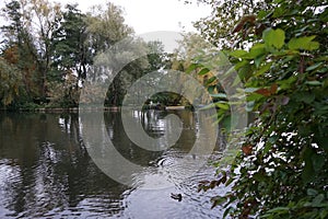 Anas platyrhynchos and Gallinula chloropus swim along the Spree River in October. Berlin, Germany