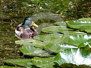 Garden pond with beautiful feathered male mallard next to lily pads photo