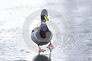 Anas platyrhynchos, mallard photo