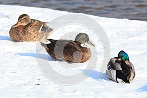 Anas platyrhynchos, Mallard.