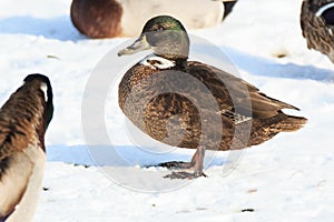 Anas platyrhynchos, Mallard.