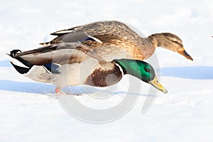 Anas platyrhynchos, Mallard.