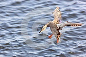 Anas platyrhynchos, Mallard.