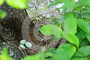 Anas platyrhynchos, Mallard.