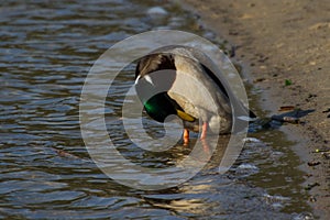 Anas platyrhynchos, mallard duck, species of a large water bird in the Anatidae family,