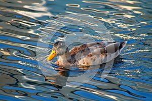 Anas platyrhynchos mallard duck swimming on a beautifully calm pond.