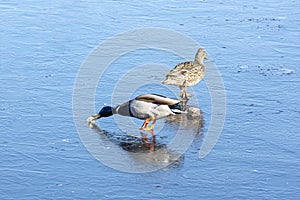 Anas platyrhynchos - Mallard, ducks gathering pieces of bread from the frozen surface of the river in beautiful light