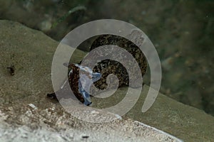 Anaspidea. A Taxon of Sea Slugs