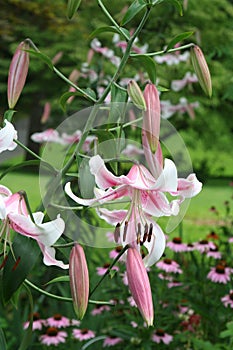 Anastasia Orienpet lilies open high above the midsummer garden