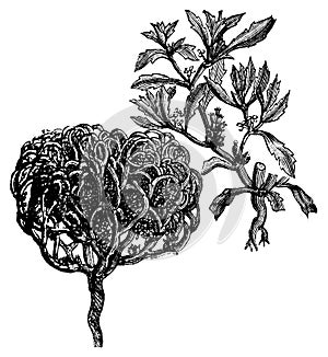 Anastatica hierochuntica, tumbleweed or resurrection plant old vintage engraving