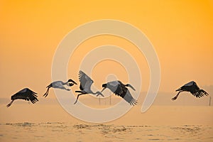 Anastomus oscitans large wading bird in the stork family - Asian openbill stork birds flying on the lake at sunset