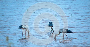 Anastomus oscitans, local birds  walking around organic rice fields and looking for shell food in countryside.