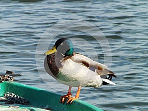 Anatidae duck lake On the boat