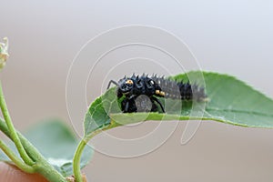 Anatis ocellata, larva of eyed ladybird, sitting of tree branch