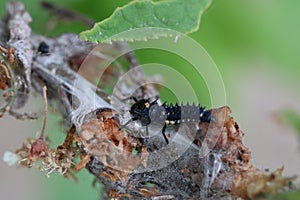 Anatis ocellata, larva of eyed ladybird, sitting of tree branch photo