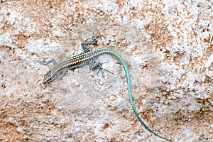 Anatolian rock lizard ,Anatololacerta oertzeni displaying on rock