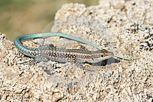 Anatolian rock lizard, Lacerta oertzeni