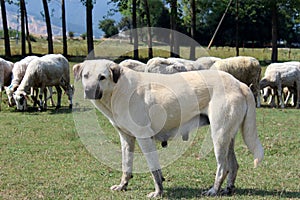 Anatolian sheepherd dog