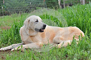 Anatolian Sheperd