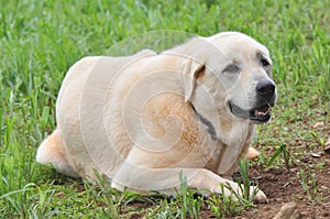 Anatolian Sheperd photo