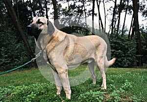 Anatolian shepherd