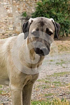 Anatolian shepherd dog