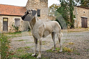 Anatolian shepherd dog