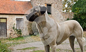 Anatolian shepherd dog