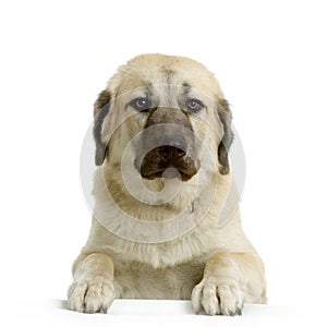 Anatolian Shepherd Dog