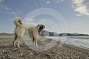 Anatolian Shepherd Dog