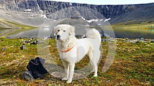 Anatolian shepherd dog.