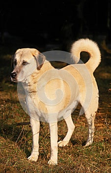 ANATOLIAN SHEPHERD DOG, ADULT