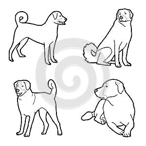 Anatolian Shepherd Dog Animal Vector Illustration Hand Drawn Cartoon Art
