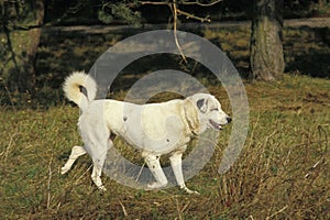 Anatolian Shepherd Dog or Coban Kopegi photo
