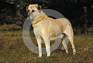 Anatolian Shepherd Dog or Coban Kopegi, Male photo