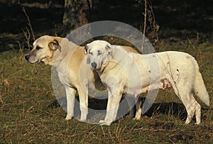 Anatolian Shepherd Dog or Coban Kopegi, Male and Female photo