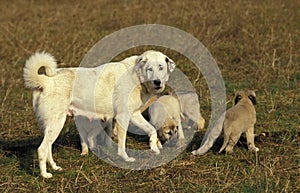 Anatolian Shepherd Dog or Coban Kopegi, Mother with Puppies photo