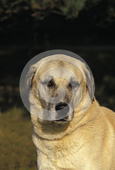 Anatolian Shepherd Dog or Coban Kopegi, Portrait of Adult photo