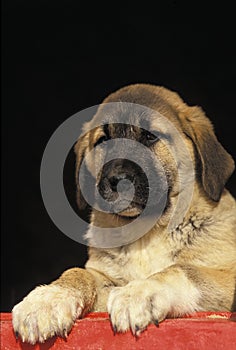 Anatolian Shepherd Dog or Coban Kopegi, Portrait of Pup photo