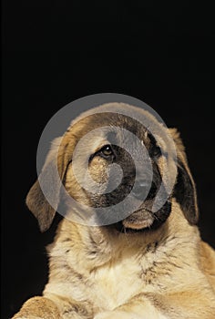 Anatolian Shepherd Dog or Coban Kopegi, Portrait of Pup against Black Background photo