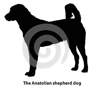 The Anatolian shepherd dog different breeds, vector set of silhouettes