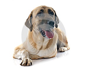 Anatolian Shepherd dog