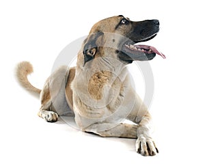 Anatolian Shepherd dog