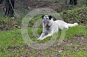 Anatolian shepherd dog kangal