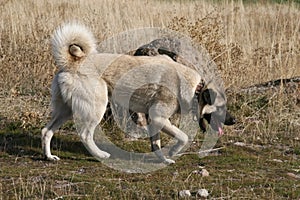 Anatolian Shepherd Dog kangal photo