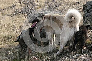 Anatolian Shepherd Dog kangal photo