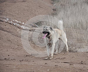 Anatolian Shepherd Dog kangal photo